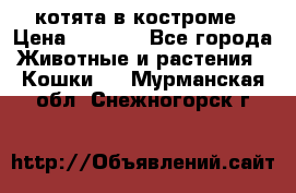 котята в костроме › Цена ­ 2 000 - Все города Животные и растения » Кошки   . Мурманская обл.,Снежногорск г.